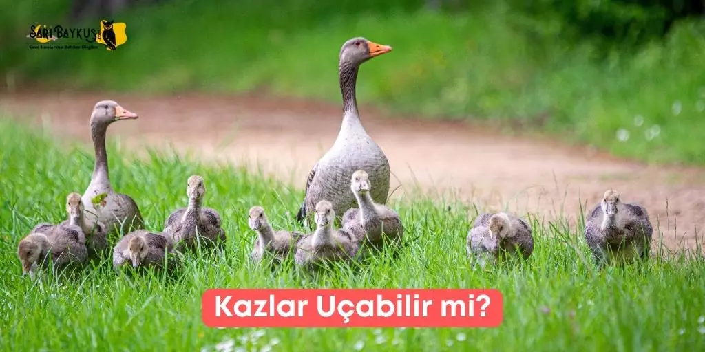 Kazlar Uçar mı