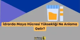 İdrarda Maya Hücresi Yüksekliği Ne Anlama Gelir?