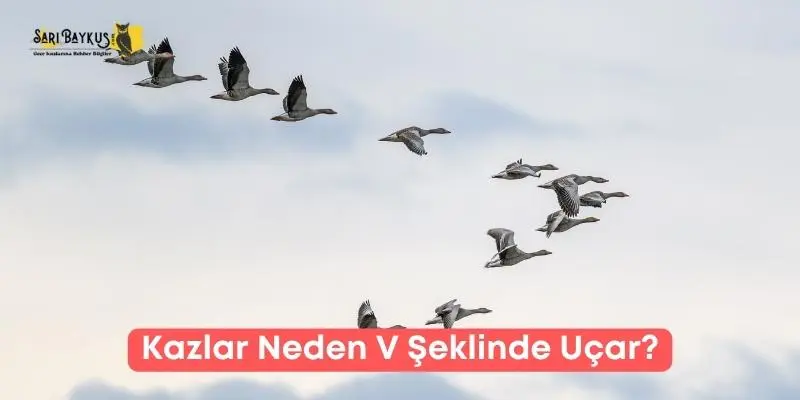 Kazlar Neden V Şeklinde Uçar